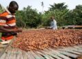 COCOBOD Disburses GH¢2.6bn to Settle Cocoa Farmer Payments