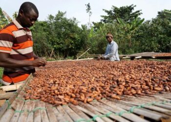 COCOBOD Disburses GH¢2.6bn to Settle Cocoa Farmer Payments