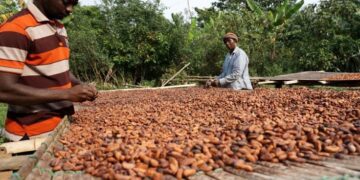 COCOBOD Disburses GH¢2.6bn to Settle Cocoa Farmer Payments