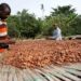 COCOBOD Disburses GH¢2.6bn to Settle Cocoa Farmer Payments